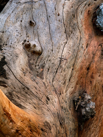 Wood Grain Texture Background - Heartwood Surface.の写真素材