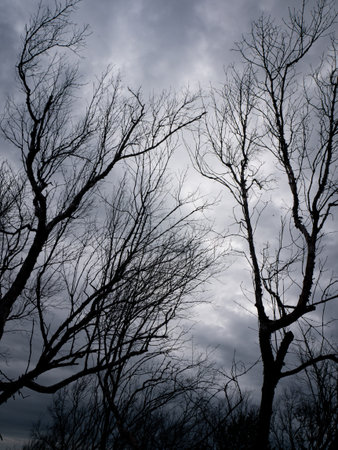 Bare Winter Trees Silhouette Against Dramatic Stormy Grey Cloudy Sky - Moody Dark Nature Landscape Backgroundの写真素材
