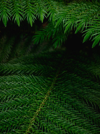 Dark Green Pine Tree Branches Frame with Black Copy Space - Christmas Holiday Background Templateの写真素材