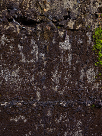 Vibrant Green Moss Growing on Old Concrete Wall Texture - Natural Lichen and Moss Close-Up Macroの写真素材