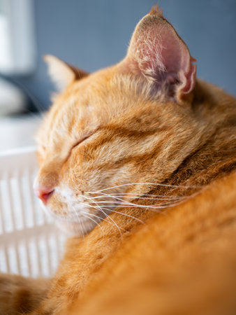 Close-Up of Orange Tabby Cat Curled Up in White Basket - Ginger Cat Grooming and Resting Comfortablyの写真素材