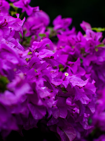 Stunning Pink Bougainvillea Carpet - Dense Flowering Plant Coverage in Tropical Landscape Design.