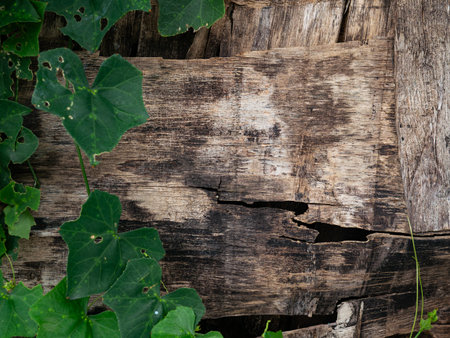 Green ivy leaves growing on weathered rustic wooden planks background - Natural organic texture with vintage wood and fresh foliage.の写真素材