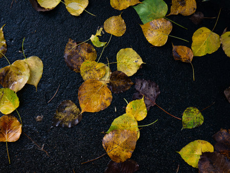 Autumn Fallen Leaves on Dark Wet Asphalt - Colorful Yellow Brown Leaves Scattered on Black Road Surface Backgroundの写真素材