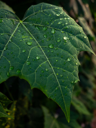 Fresh Morning Dew Droplets on Green Papaya Leaf - Natural Water Beads on Tropical Plant Macro Close-Upの写真素材