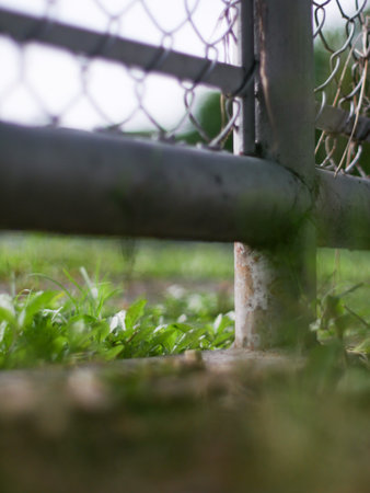 Chain Link Fence with Green Plants Growing at Base - Nature Meeting Industrial Barrier in Garden Settingの写真素材