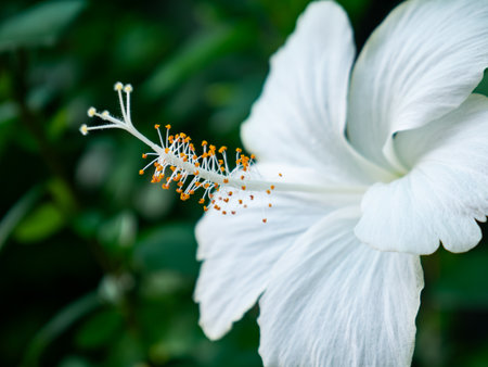 Beautiful white hibiscus flower with yellow stamen and pistil blooming in tropical garden with green leaves backgroundの写真素材