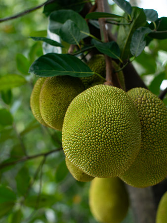 Young Green Jackfruit Growing on Tree Branch - Tropical Fruit Agriculture Plantation Close-Up