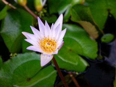 Beautiful purple lotus flower with yellow center blooming in pond with green lily pad leaves backgroundの写真素材