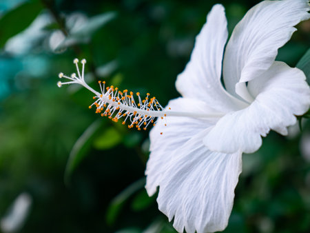 Beautiful white hibiscus flower with yellow stamen and pistil blooming in tropical garden with green...
