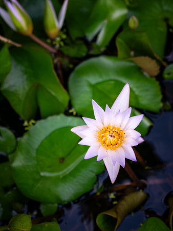 Beautiful purple lotus flower with yellow center blooming in pond with green lily pad leaves...