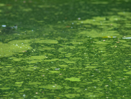 Algae bloom in natural pond indicating poor water quality - environmental pollution and...