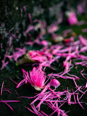 Fallen Pink Tropical Flowers Scattered on Dark Wet Ground - Delicate Petals After Rain Close-Upの写真素材