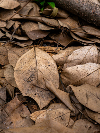 Dry fallen leaves texture background in autumn season.の写真素材