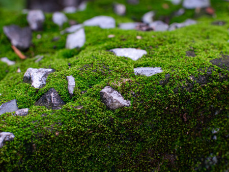 Vibrant Green Moss Growing on Weathered Surface Close-Up - Natural Texture Macro with Shallow Depth of Fieldの写真素材