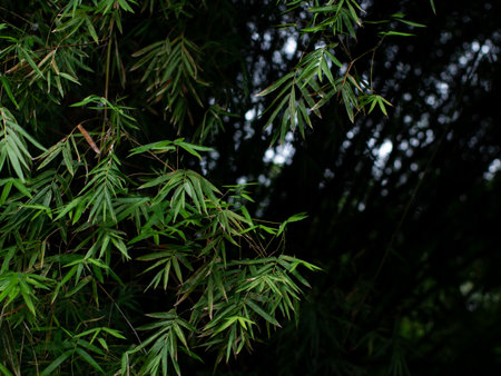 Bamboo Leaves Against Dark Forest Background - Minimalist Natural Frame with Copy Spaceの写真素材