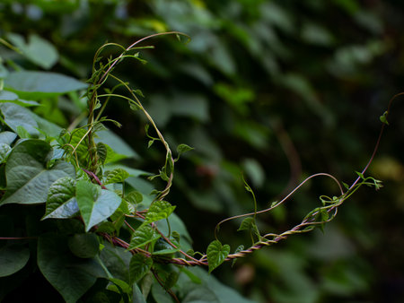 Climbing vine plant with curling tendrils and fresh green leaves growing in tropical garden with blurred backgroundの写真素材