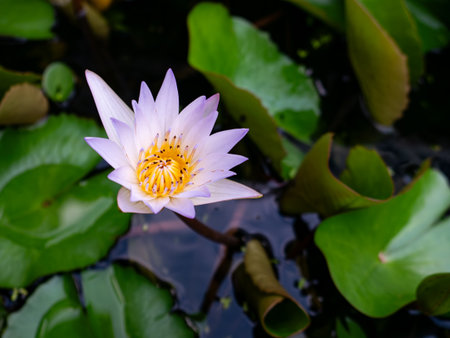 Stunning light purple lotus flower with bright yellow stamen blooming in natural pond with blurred green lily pad backgroundの写真素材