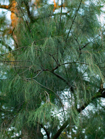 Close up view of casuarina pine tree branches with delicate needle leaves moving in gentle windの写真素材