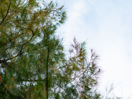 Casuarina pine tree with needle-like leaves swaying gently against clear blue sky in tropical...