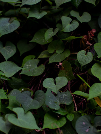 Dense heart-shaped green leaves of sweet potato vine or morning glory plant creating natural texture backgroundの写真素材