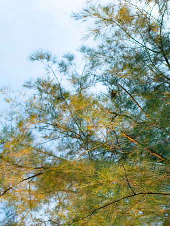 Casuarina pine tree with needle-like leaves swaying gently against clear blue sky in tropical climateの写真素材