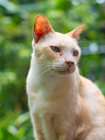 Close up portrait of white cream cat with closed eyes enjoying peaceful moment in blurred green garden backgroundの写真素材