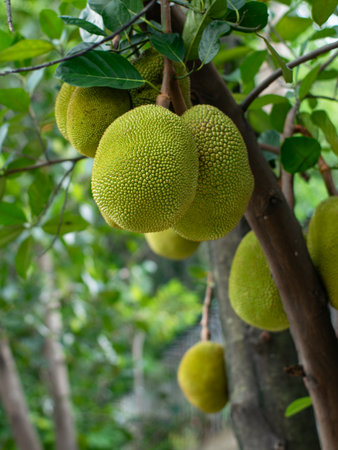 Young Green Jackfruit Growing on Tree Branch - Tropical Fruit Agriculture Plantation Close-Upの写真素材
