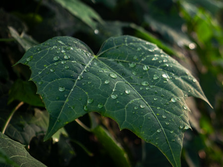 Fresh Morning Dew Droplets on Green Papaya Leaf - Natural Water Beads on Tropical Plant Macro Close-Upの写真素材