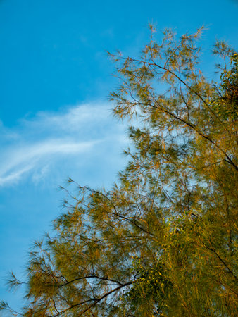 Casuarina pine tree with needle-like leaves swaying gently against clear blue sky in tropical...