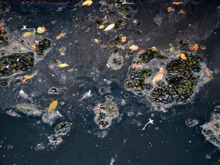 Polluted Dark Water Surface with Floating Trash Moss and Leaves Top View