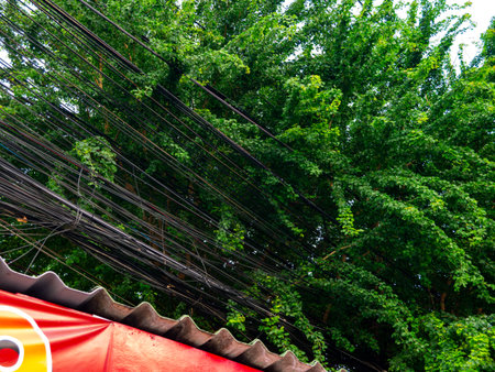 Dense green tree foliage with climbing vines growing through messy power lines and cables in urban...