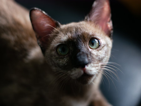 Lynx Point Siamese Cat with Stunning Blue-Green Eyes Looking Directly at Cameraの写真素材