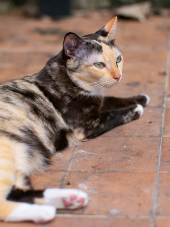 Calico cat with green eyes stretching body and legs on terracotta tile floor looking at cameraの写真素材