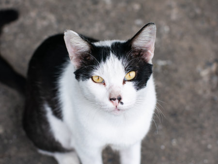 Black and White Stray Cat with Yellow Eyes Sitting on Street Looking at Camera Portrait