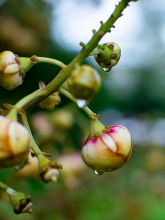 Rain Drops on Cannonball Tree Fruits - Colorful Ripe Couroupita guianensis Fruits with Water Droplets on Branch in Tropical Garden.の写真素材
