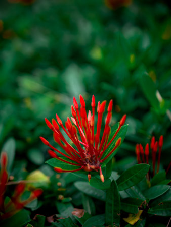 Red Ixora Flower Cluster Blooming in Tropical Garden Close-Up Natural Background Blur Bokehの写真素材