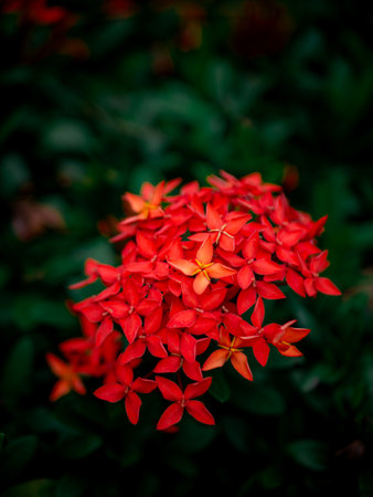 Red Ixora Flower Cluster Blooming in Tropical Garden Close-Up Natural Background Blur Bokeh