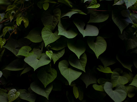 Dense heart-shaped green leaves of sweet potato vine or morning glory plant creating natural texture...