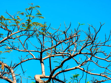 Artistic View of Bare Tree Branches with Few Leaves Against Clear Blue Sky