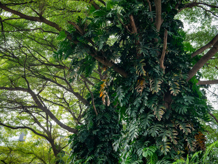 Large tree trunk covered with green climbing tropical plants and vines in park, abundance of nature...