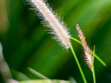 Fluffy White Pennisetum Fountain Grass Flower Head Close-up with Soft Green Bokeh Background Detailの写真素材
