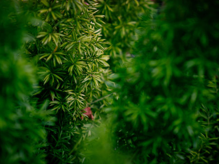 Foxtail Fern with Soft Focus Bokeh Creating Dreamy Green Natural Backgroundの写真素材