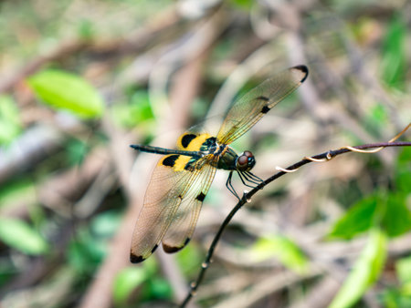 Beautiful Yellow and Black Dragonfly Resting on Twig with Green Bokehの写真素材