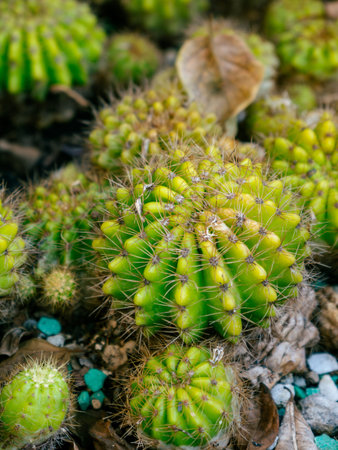 Group of Small Green Cacti with Spines Growing Together in Garden Settingの写真素材