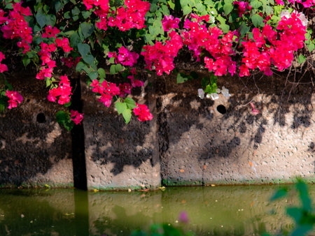 Vibrant Red Bougainvillea Flowers Cascading Over Old Concrete Wall Near Waterの写真素材
