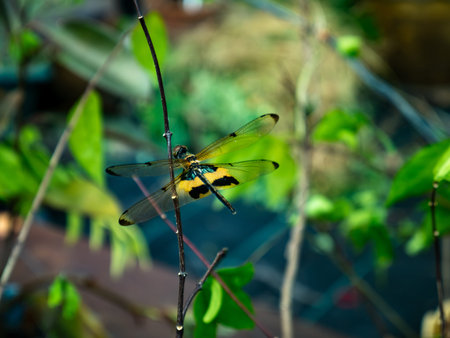Beautiful Yellow and Black Dragonfly Resting on Twig with Green Bokehの写真素材