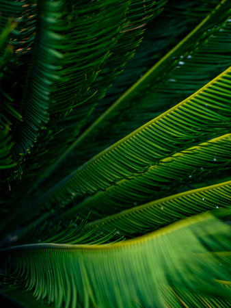 Extreme close up texture of bright green Sago Palm (Cycas revoluta) fronds, exotic tropical foliage and natural background.の写真素材