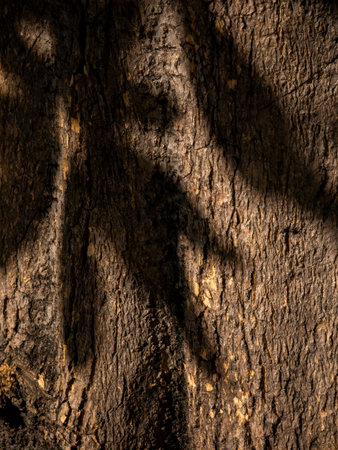 Dark Brown Tree Bark Texture with Natural Light and Shadow