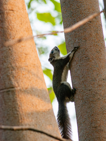 Small Squirrel Climbing Up Tree Trunk - Cute Wild Rodent Wildlife Photography in Tropical Forest